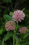 Purple milkweed